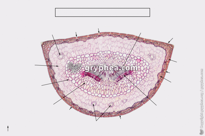 Feuille de Conifère CT x6 (à compléter) - gryphea.com